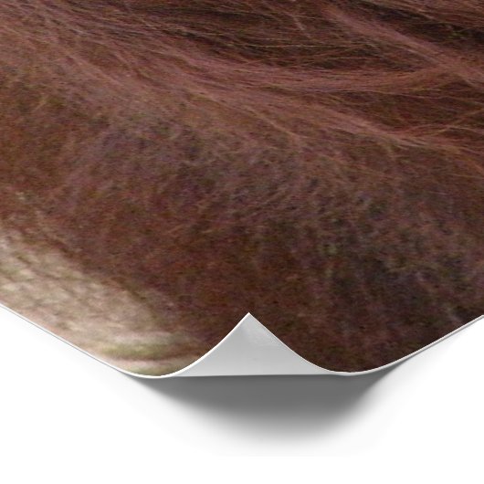 Orangutan Poster (Hoek)