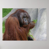 Orangutan Poster (Voorkant)
