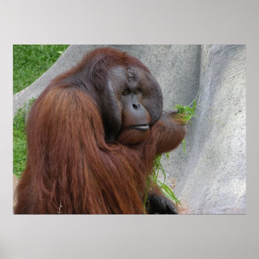 Orangutan Poster (Voorkant)