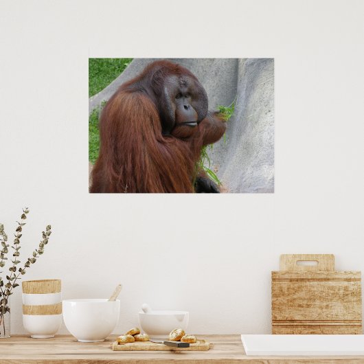 Orangutan Poster (Keuken)