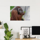 Orangutan Poster (Thuiskantoor)