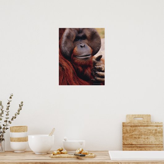 Orangutan Poster (Keuken)