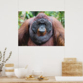 Orangutan poster (Keuken)