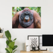 Orangutan poster (Thuiskantoor)