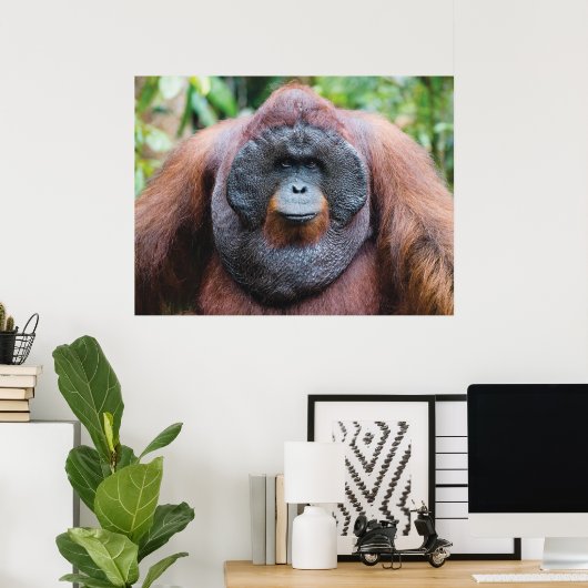 Orangutan poster (Thuiskantoor)