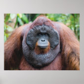 Orangutan poster (Voorkant)