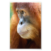 Orangutan Profile Foto Afdruk (Voorkant)