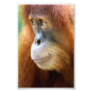 Orangutan Profile Foto Afdruk