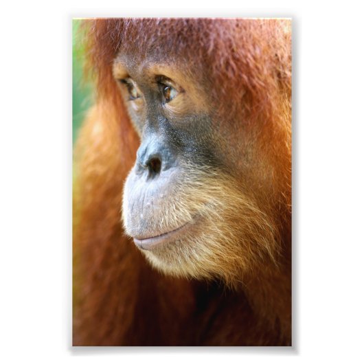 Orangutan Profile Foto Afdruk (Voorkant)