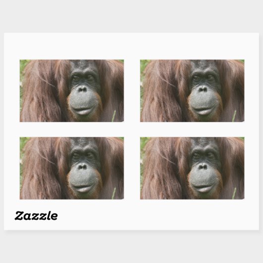 Orangutan Rechthoekige Sticker (Vel)