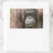 Orangutan Rechthoekige Sticker (Tas)