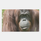Orangutan Rechthoekige Sticker (Voorkant)