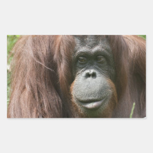 Orangutan Rechthoekige Sticker