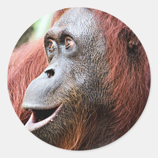 Orangutan Ronde Sticker (Voorkant)