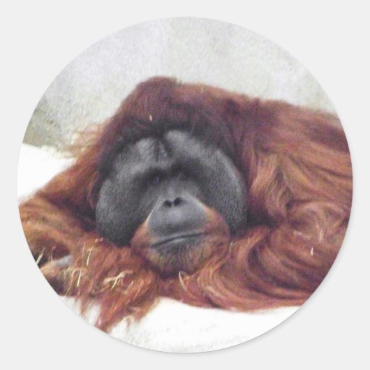 Orangutan Ronde Sticker (Voorkant)