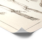 Orangutan Skeleton Skull Veterinary Anatomie Print (Hoek)