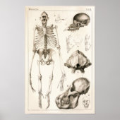 Orangutan Skeleton Skull Veterinary Anatomie Print (Voorkant)