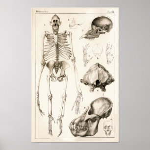 Orangutan Skeleton Skull Veterinary Anatomie Print