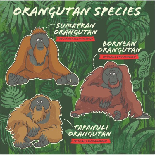 "Orangutan Species" Sticker (Voorkant)