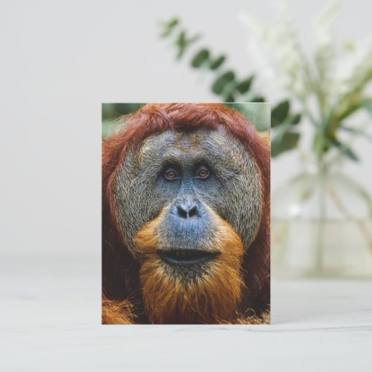 Orangutan - Sumatra, Indonesië Briefkaart (Staand voorkant)