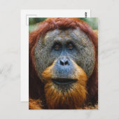 Orangutan - Sumatra, Indonesië Briefkaart (Voorkant / Achterkant)
