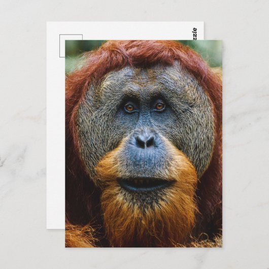 Orangutan - Sumatra, Indonesië Briefkaart (Voorkant / Achterkant)