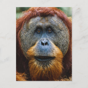Orangutan - Sumatra, Indonesië Briefkaart