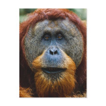 Orangutan - Sumatra, Indonesië