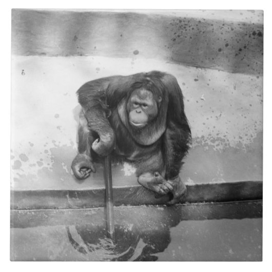 Orangutan Tegeltje (Voorkant)