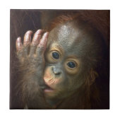 Orangutan Tegeltje (Voorkant)