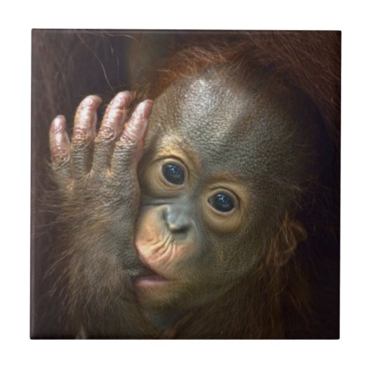 Orangutan Tegeltje (Voorkant)