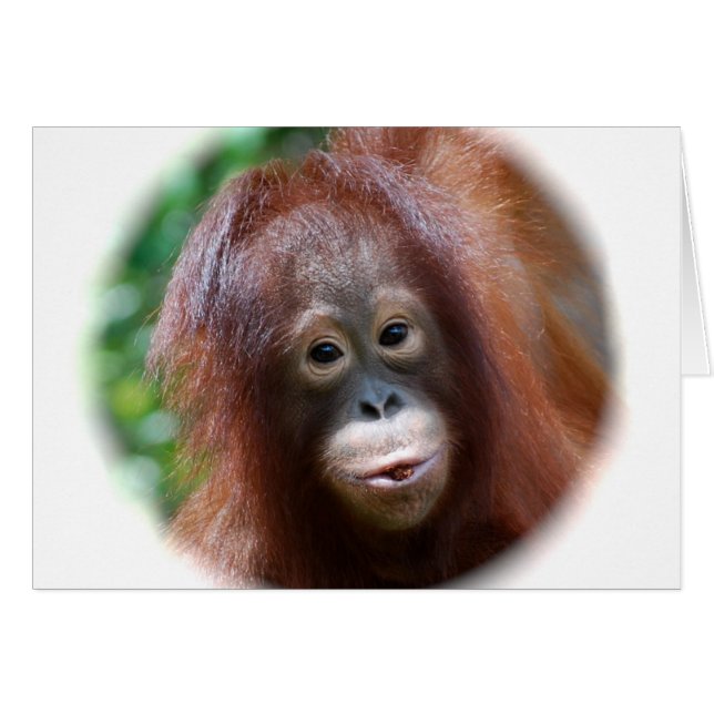 Orangutan Toddler (Voorkant Horizontaal)