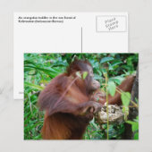 Orangutan Treasure Briefkaart (Voorkant / Achterkant)