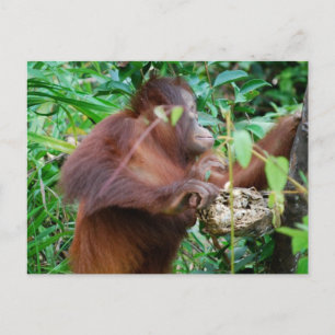 Orangutan Treasure Briefkaart