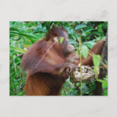 Orangutan Treasure Briefkaart (Voorkant)