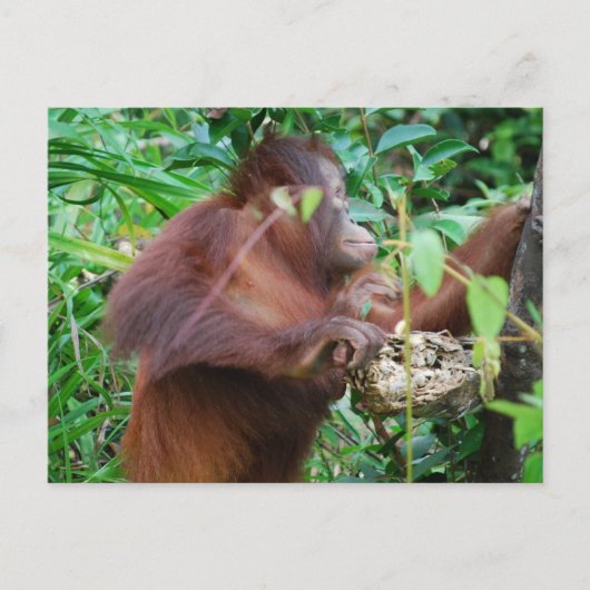 Orangutan Treasure Briefkaart (Voorkant)