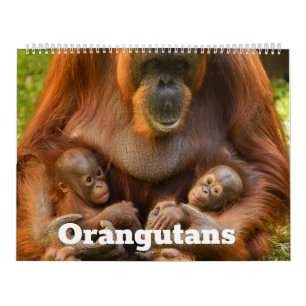 Orangutan Treasures: Een jaar van zachte reuzen Kalender