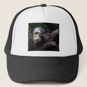 Orangutan Trucker Pet