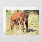 Orangutan tussen hoge grassen feestdagenkaart (Voorkant / Achterkant)