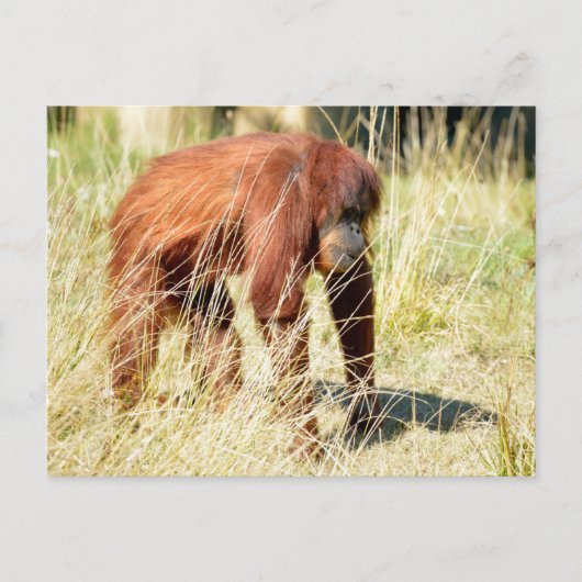 Orangutan tussen hoge grassen feestdagenkaart (Voorkant)
