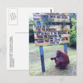 Orangutan van Camp Leakey, eiland Borneo Briefkaart (Voorkant / Achterkant)