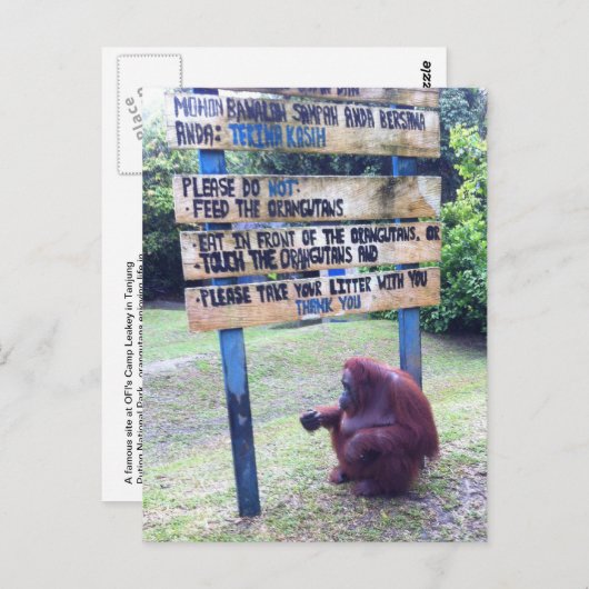 Orangutan van Camp Leakey, eiland Borneo Briefkaart (Voorkant / Achterkant)