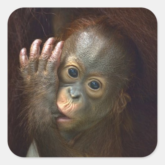 Orangutan Vierkante Sticker (Voorkant)