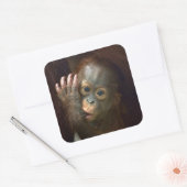 Orangutan Vierkante Sticker (Envelop)
