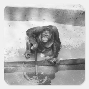 Orangutan Vierkante Sticker