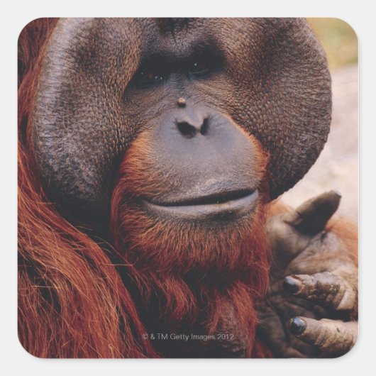 Orangutan Vierkante Sticker (Voorkant)
