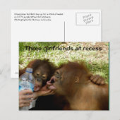Orangutan Vriendinnen in Recess Briefkaart (Voorkant / Achterkant)