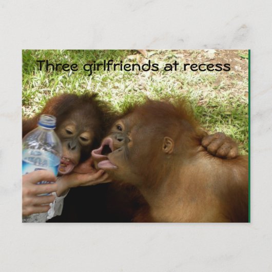 Orangutan Vriendinnen in Recess Briefkaart (Voorkant)