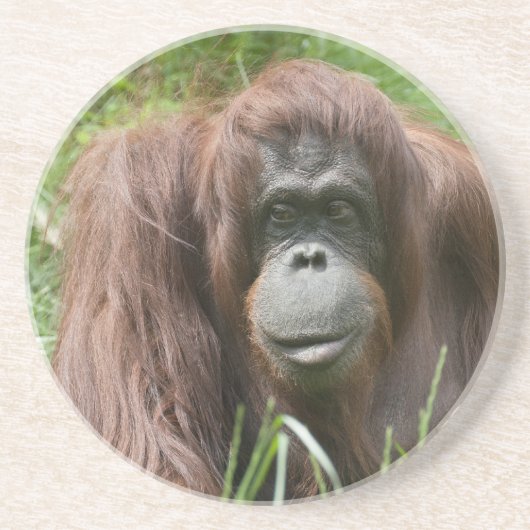 Orangutan Zandsteen Onderzetter (Voorkant)