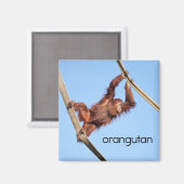 Orangutane koelkast Magnet (Voorkant / Achterkant)